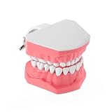 Modelo de Dientes Herramientas educativas para enseñanza bucal, suministros