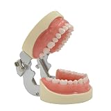 Modelo de dientes con 32 dientes extraíbles para enseñanza de Typodont | Encías blandas, modelo de enseñanza, modelo de dientes extraíbles, preparación de dientes de chapa, estudiantes de