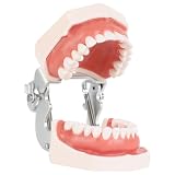 Hoite Modelo de dientes de tipodonto dental, 28 piezas, dientes de repuesto para la práctica dental, educación, dentistas, estudiantes.