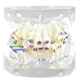 Modelo de dientes de tipodonte para ortodoncia dental con brackets metálicos y ligaduras para enseñanza y práctica.