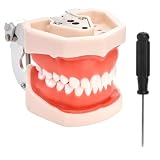 ZENFUN Modelo de dientes dentales, modelo de demostración de dientes, modelo dental estándar con 28 dientes extraíbles, modo dental de enseñanza de estudio, compatible con Kilgore Nissin 200 tipo