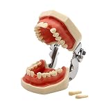 Modelo Dental De Tipodonto De Dientes Estándar con 28 Dientes Y Goma Blanda para La Demostración De La Práctica Docente