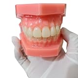 YRQMGSF Modelos Dentales, Modelo de Tratamiento Ortodóntico Invisible, Modelo de Ortodoncia, Modelo de Diente para Educación, Estudio y Enseñanza,A