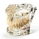 Uadme Modelo de Demostración Dental de Dientes Transparente Desmontable